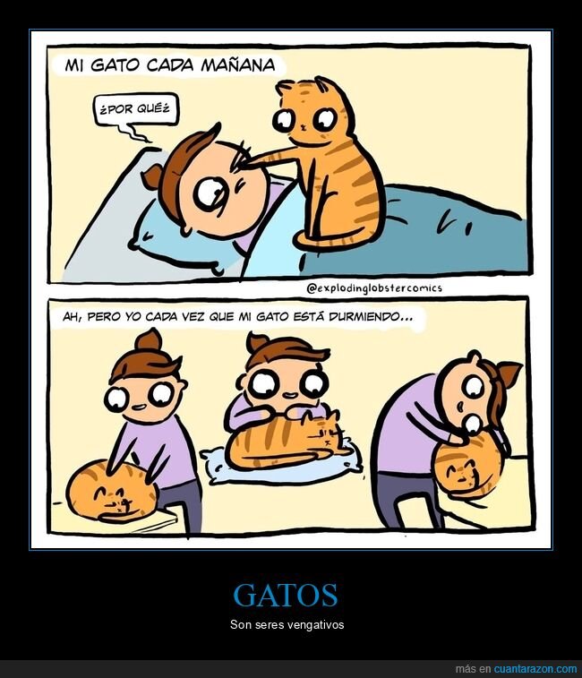 gatos,mañanas,durmiendo