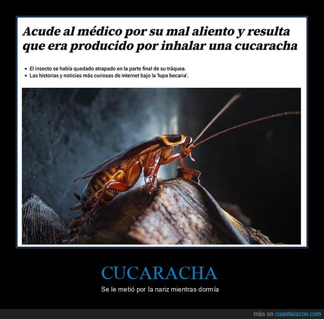 aliento,cucaracha,inhalar,médico