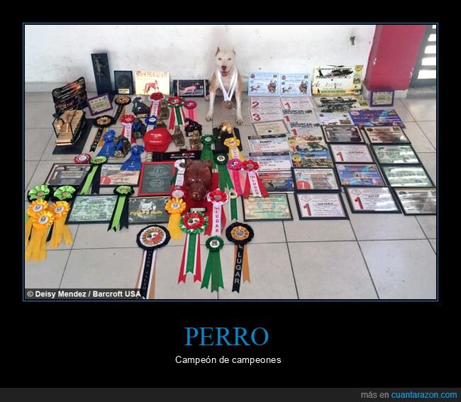 perros,premios