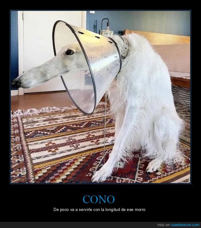 perro,cono,morro