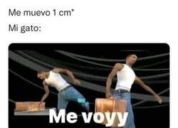 Enlace a Cosas de gatos