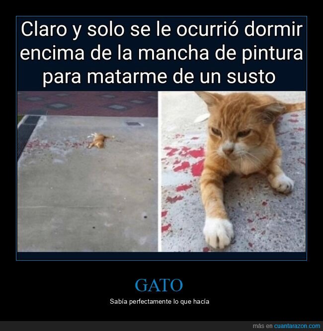 gato,dormir,mancha,pintura