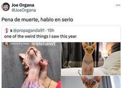 Enlace a Esto es maltrato animal