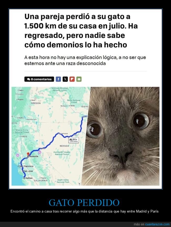 gato,perdido,regresar