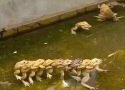 Enlace a Ranas de fiesta