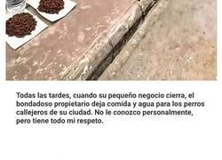 Enlace a Historias reconfortantes que demuestran que no nos merecemos a los animales