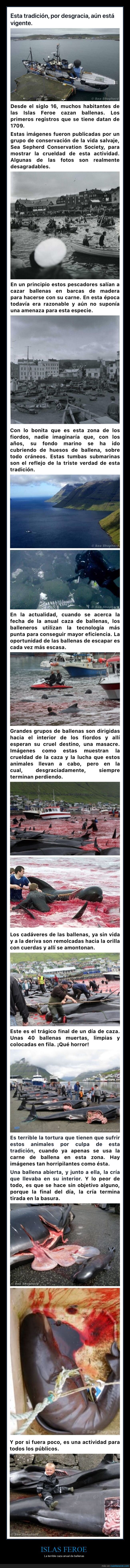 islas feroe,caza,ballenas