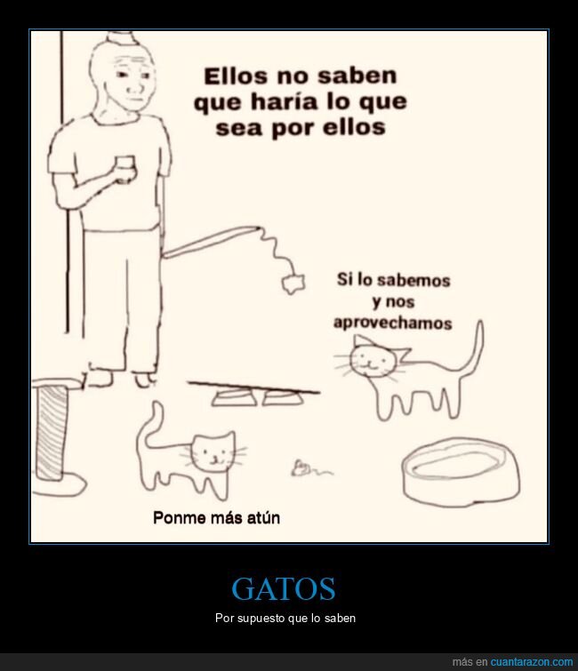 gatos,saber,aprovecharse