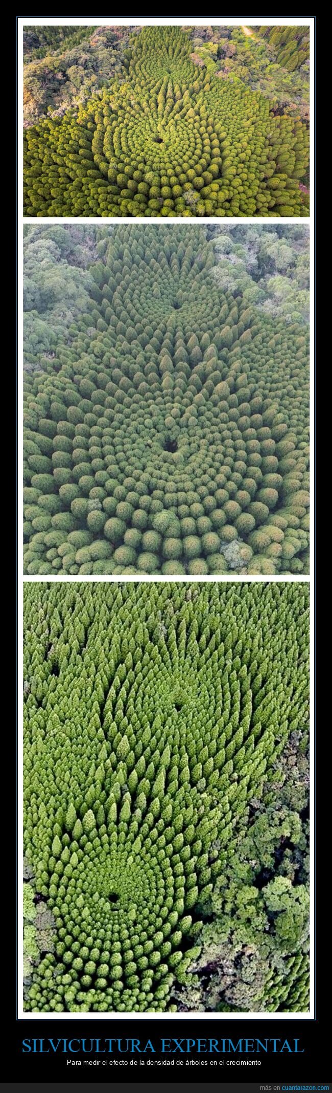 silvicultura experimental,árboles,densidad,crecimiento