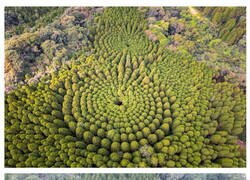 Enlace a No, no los alienígenas no han plantado árboles en círculo: han sido los japoneses