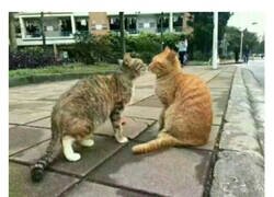 Enlace a Una historia de amor y traición