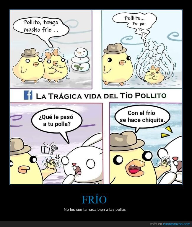 frío,pollos