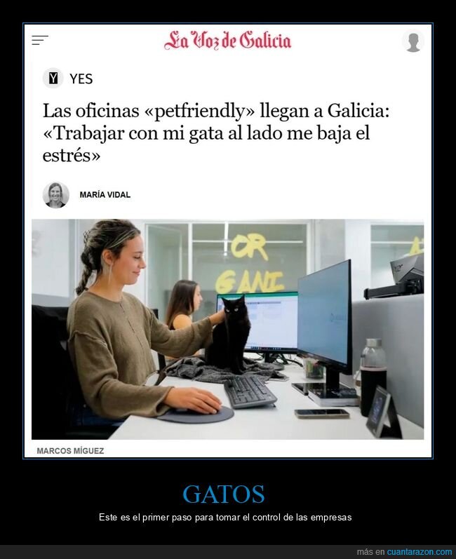 oficinas,gatos