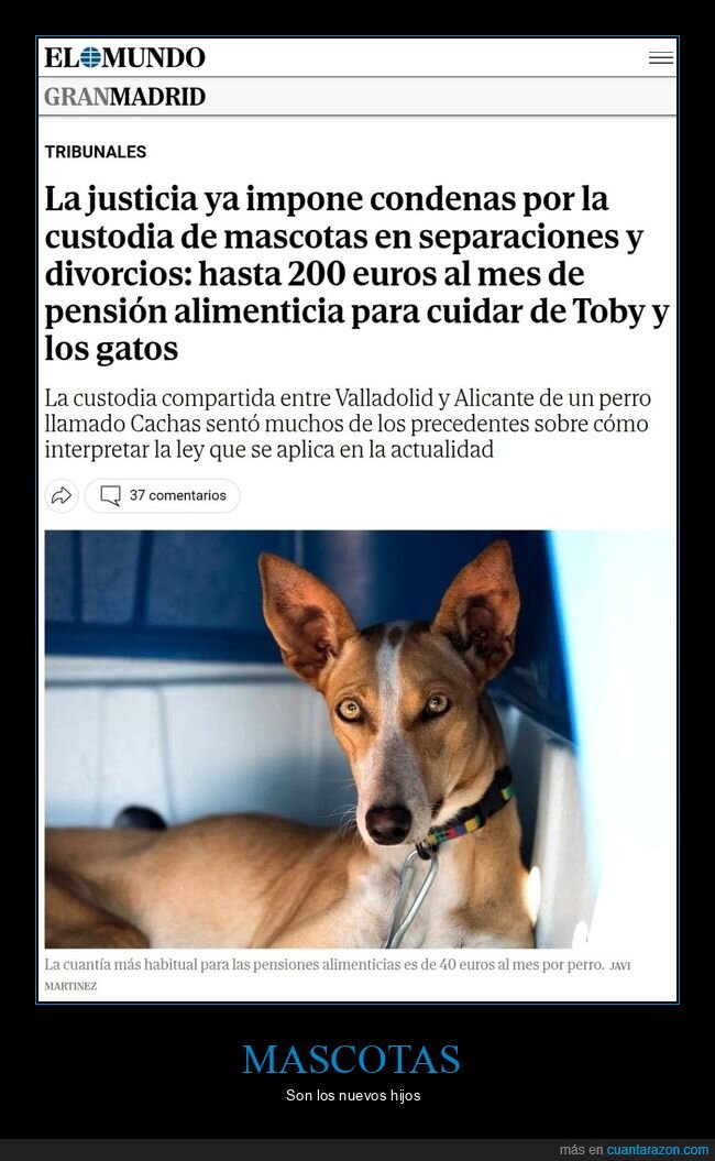 custodia,mascotas,separaciones,divorcios