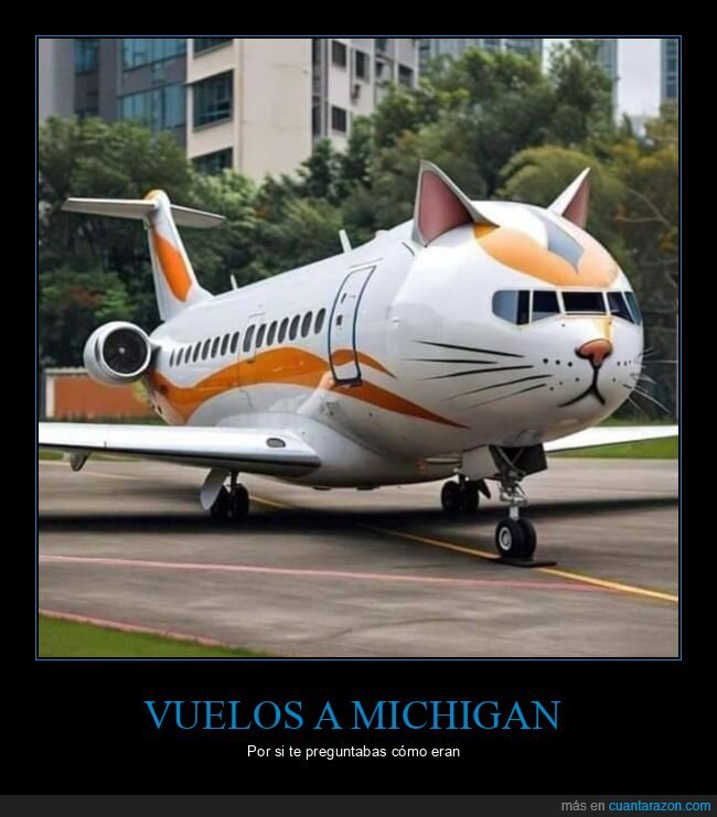 avión,gato,michigan
