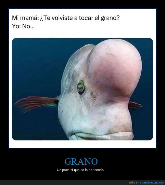 madre,tocar,grano