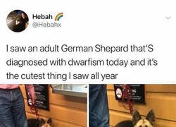 Enlace a Este pastor alemán no es un cachorro