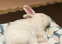 Enlace a Su intestino nunca duerme