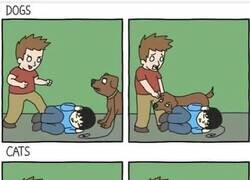 Enlace a Mascotas ante una agresión