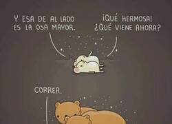 Enlace a Observando la osa mayor