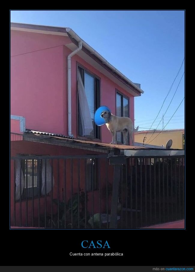 casa,perros,cono,parabólica