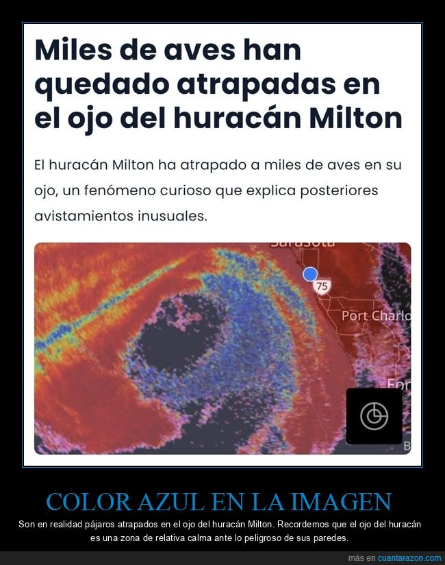 aves,atrapadas,huracán