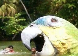 Enlace a Jugando con la perspectiva