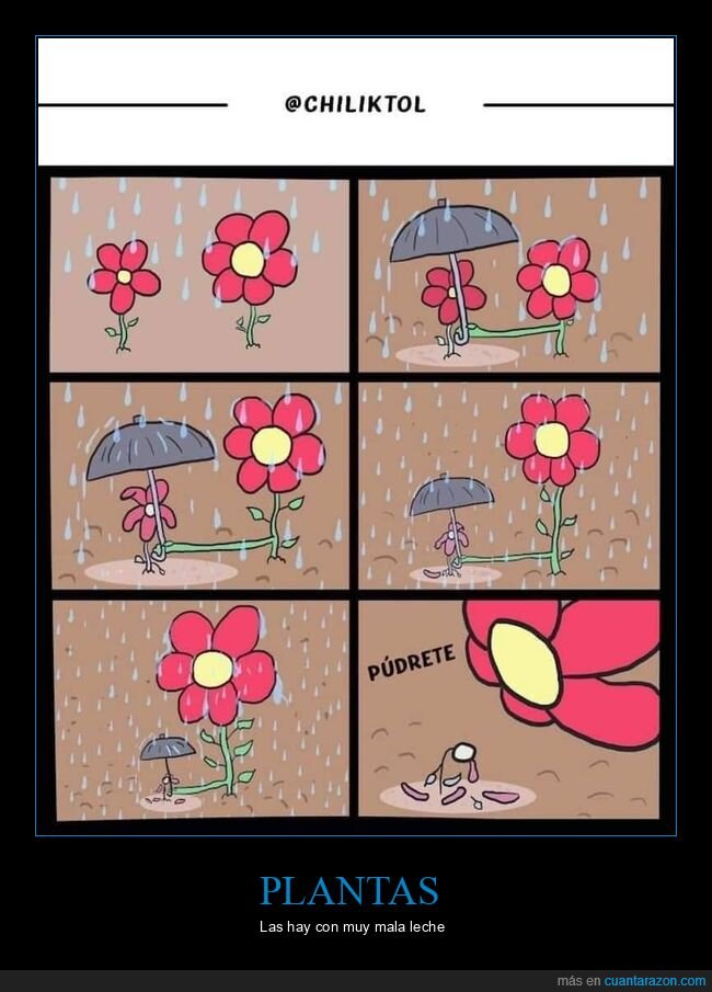 plantas,flores,lluvia,paraguas