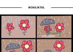 Enlace a Flor rencorosa