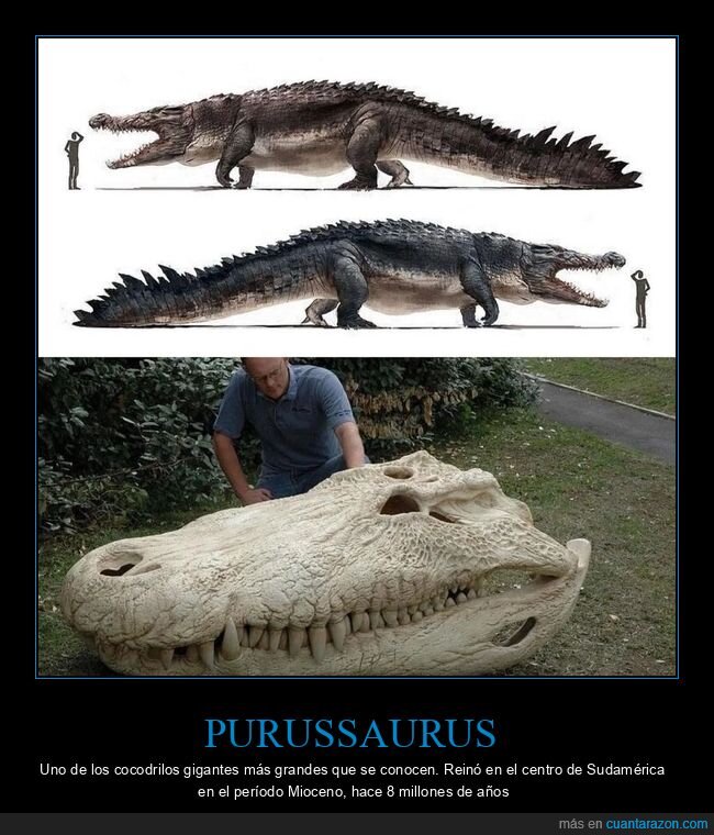 cocodrilo,curiosidades,gigante,purussaurus