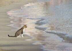 Enlace a No sé qué les pasa pero les entiendo