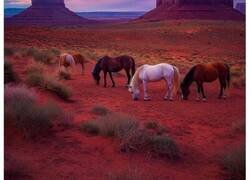 Enlace a Una colección de instantes irrepetibles y perspectivas únicas