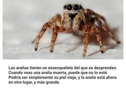 Enlace a Verdades perturbadoras que te dejarán descolocado