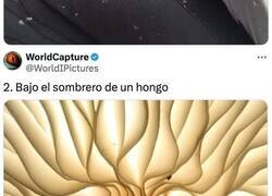 Enlace a La fascinante perfección de la naturaleza