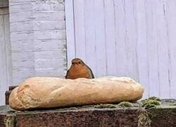 Enlace a Pájaro afortunado