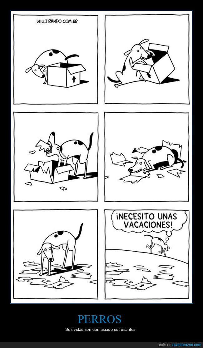 perro,caja,rompiendo,vacaciones