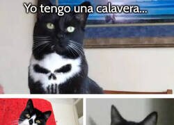 Enlace a Gatos con marcas