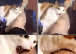 Enlace a Cosas de gatos