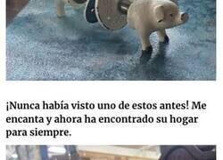 Enlace a Tesoros tan extraños que sólo se podían encontrar en tiendas de segunda mano