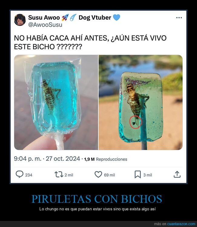 bicho,caca,grillo,piruleta,vivo