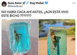 Enlace a ¿Pero quién se come algo así?