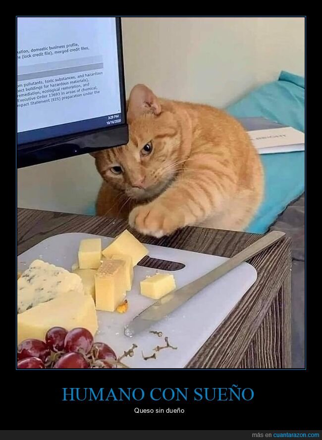 gato,queso