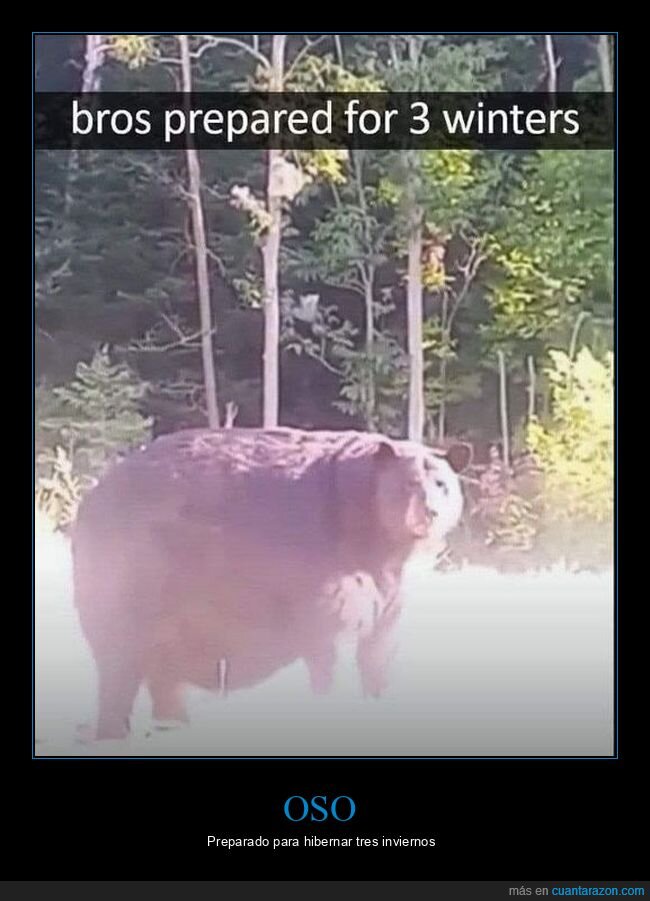 oso,gordo,hibernar,inviernos