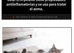 Enlace a Datos fascinantes que te dejarán alucinando