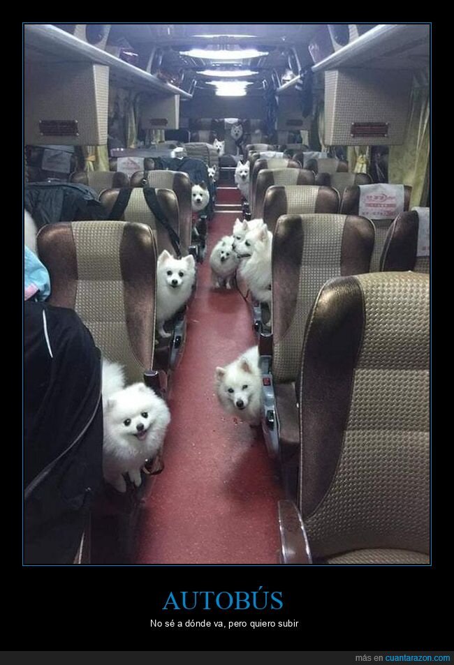 perros,autobús