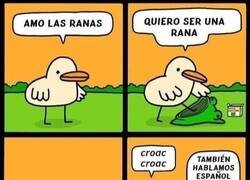 Enlace a Amante de las ranas