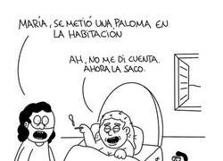 Enlace a Una paloma en la habitación