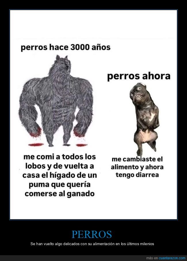 perros,antes,ahora