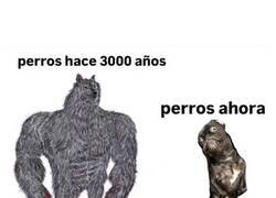 Enlace a Evolución de la alimentación canina