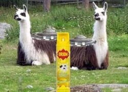 Enlace a Blade Runner literal